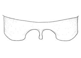   Anthidium porterae  male, diagram showing dorsal view of seventh tergum (T7), diagram from Gonzalez and Griswold 2013 
